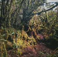 Mini mossy forest at Coral Hill