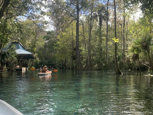 Kayaking in Gainesville- Seeing alligators🐊 