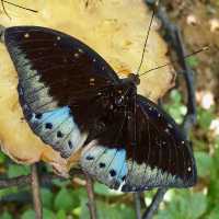 Penang Butterfly Park, Entopia