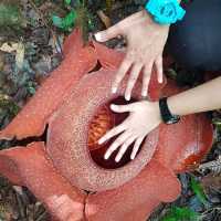 Trekking for RAFFLESIA