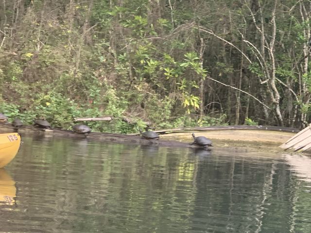 Kayaking in Gainesville- Seeing alligators🐊 