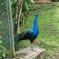 Cheeky Birds at KL Bird Park!❤️