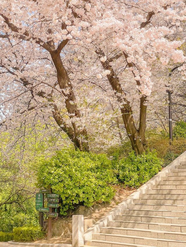 [서울] 서울에서 벚꽃이 만개한 모습! (현재 아님)