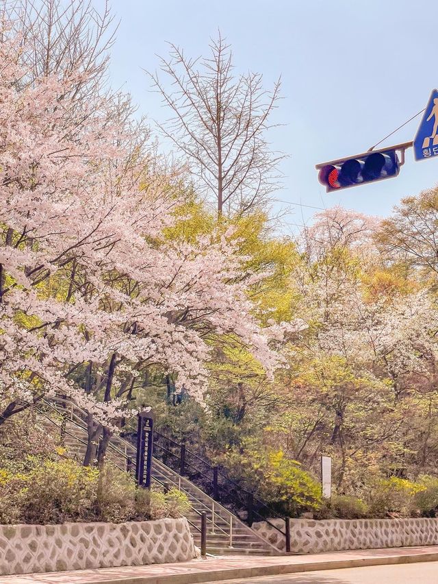 [서울] 서울에서 벚꽃이 만개한 모습! (현재 아님)