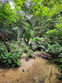 Bukit Gasing Hiking Trail 👣✨