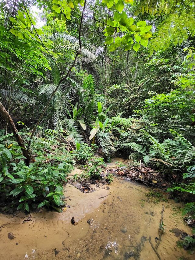 Bukit Gasing Hiking Trail 👣✨