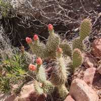 Red Rock Canyon