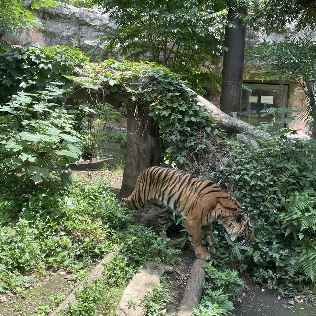 駅からすぐ東京でパンダに会える上野動物園