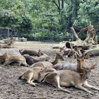 Zoo Negara - KL, Malaysia