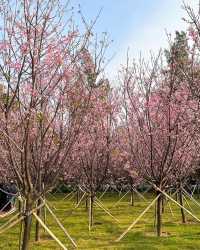 A great place to appreciate flowers | Beautiful cherry blossoms in Tung Chung are in full bloom