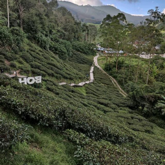 Tea Plantation at Cameron