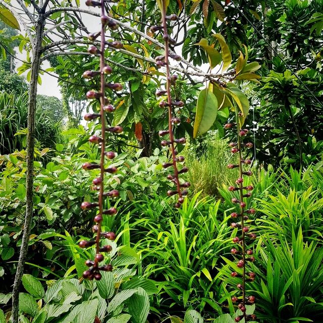 Up Close And Personal At Jurong Lake Gardens