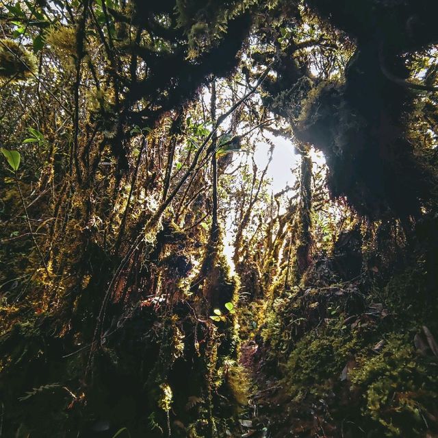 Mini mossy forest at Coral Hill