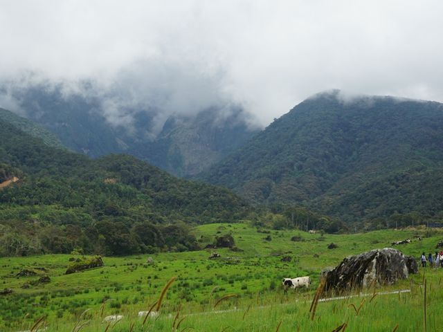 Desa Cattle Dairy Farm