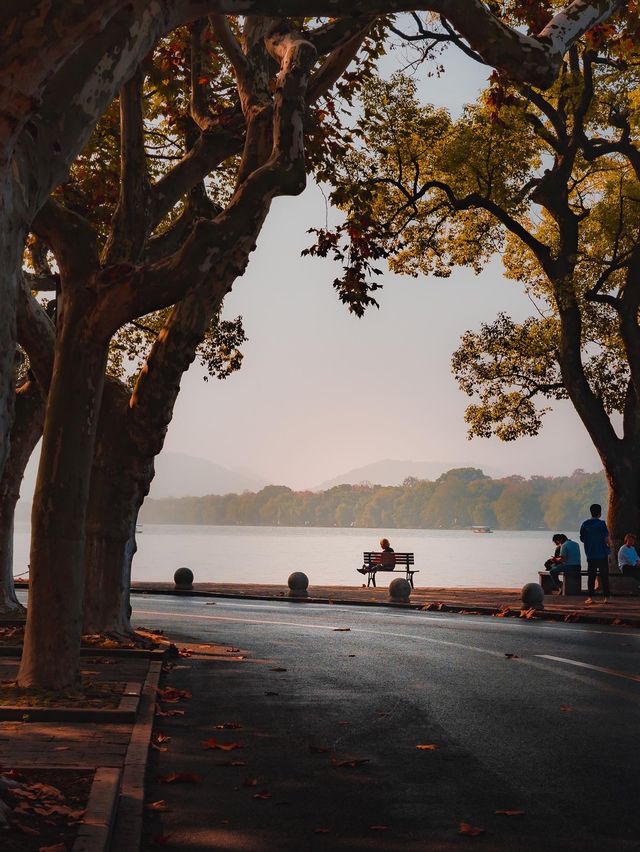 Fall for Maple Trees on Gushan Road 🍁✨