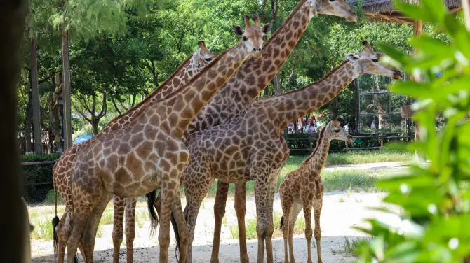 1_上海野生動物園