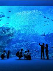 仙台うみの杜水族館