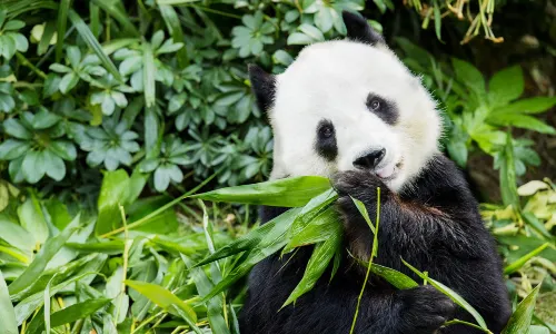 Ocean Park Hong Kong