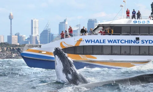 Sydney Whale Watching Cruise