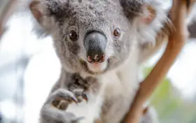 悉尼野生動物園