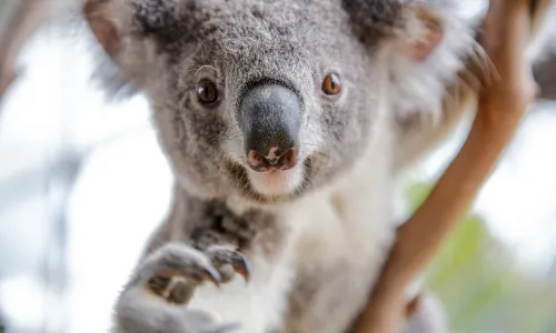 WILD LIFE Sydney Zoo