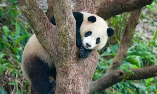 Taipei Zoo