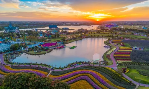 Holland Flowers