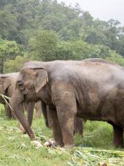 Chok Chai Elephant Camp