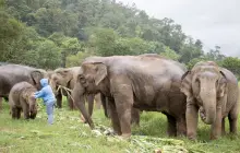 Chok Chai Elephant Camp