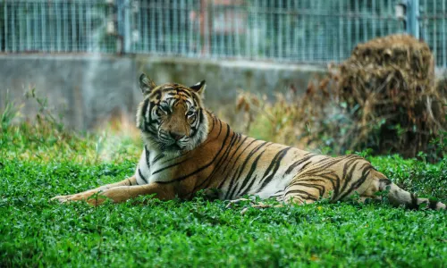 Dongguan Xiangshi Zoo