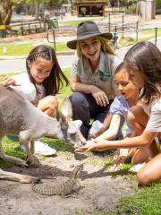 Kangaroo Feeding in Brisbane