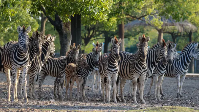 3_上海野生動物園