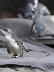 International Antarctic Centre