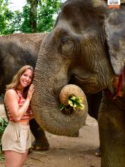 Elephant Jungle Sanctuary Samui