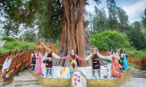 The World Cypress King Park