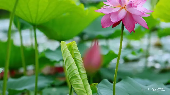 Yuan Xiang Dazuya Meijia Wetland Ecological Park