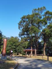 Tai Tong Sweet Gum Woods