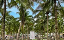 Coconut Market