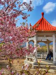 Qingliu Laifang Cherry Blossom Garden