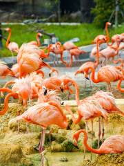 Jurong Bird Park