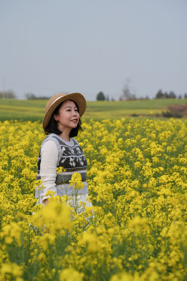 自駕羅平油菜花海一日遊，優缺點看這篇！