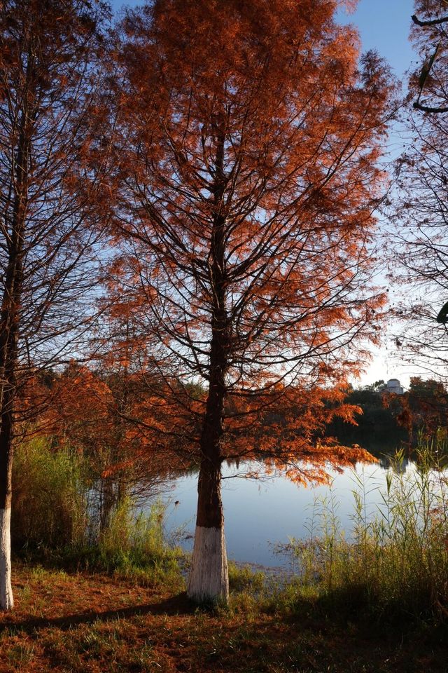 昆明進入油畫季｜呈貢果林水庫紅杉林