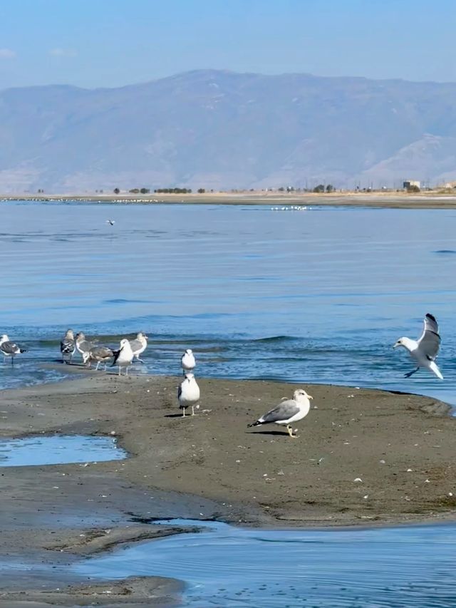 第一次去美國鹽湖城旅遊總結的省心攻略