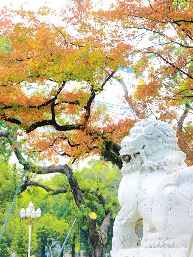 廣州人民公園的楓樹紅了，出門拾秋去