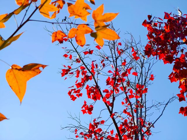 蘇州天平山滿目紅葉驚艷眼球