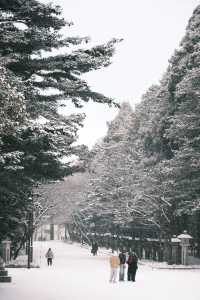 北海道神宮⛩️迎來一場純淨美麗的雪