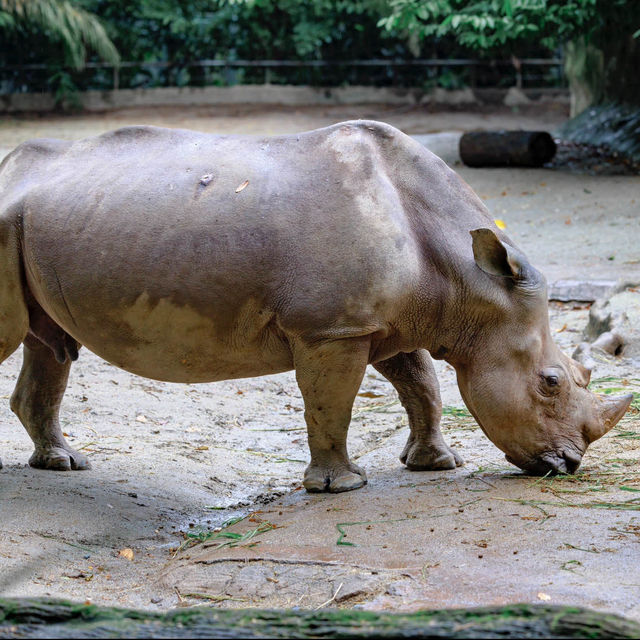 馬來西亞國家動物園：綠蔭樂園，無窮體驗和樂趣