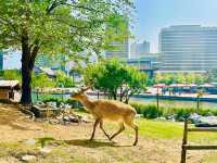 Songdo Central Park 