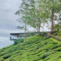  A Breathtaking Blend of Nature, Heritage, and Flavours in Cameron Highlands