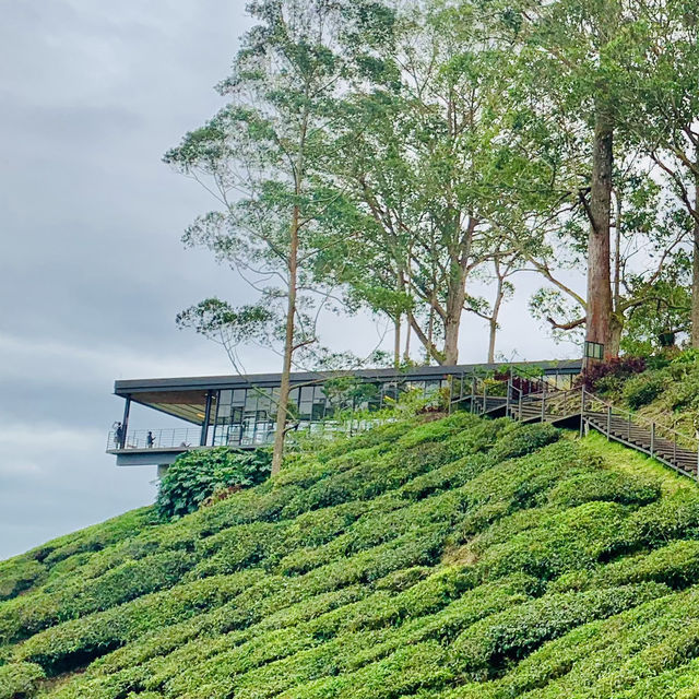  A Breathtaking Blend of Nature, Heritage, and Flavours in Cameron Highlands